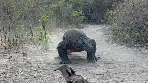 Komodo after venomous bite eating goat