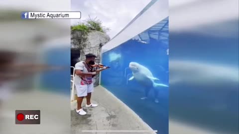Dolphin"CaughtDancing After Man Plays Violin