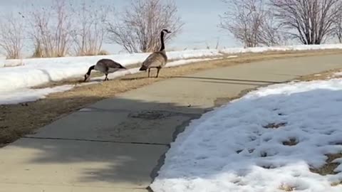 Nature video: Loitering, geese trotting up & down the snowy hill