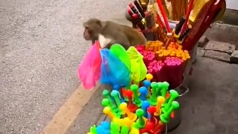 Funniest Monkey Compilation - Try Not To Laugh - Animals Animals Funny Videos #shorts ##animals #fun