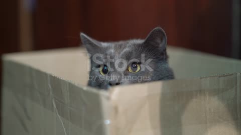 Cat body language. Frightened cat puts his ears, sitting in a box.