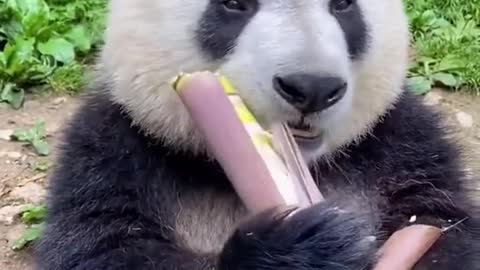 When the panda eats food