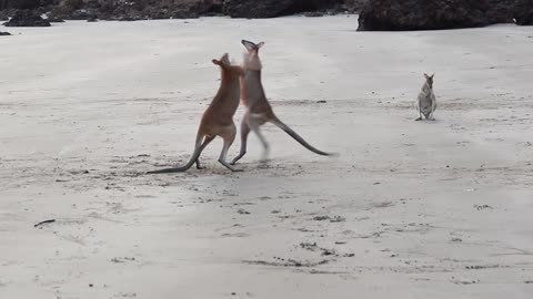 Wallaby Fight on the beach of Cape Hillsborough