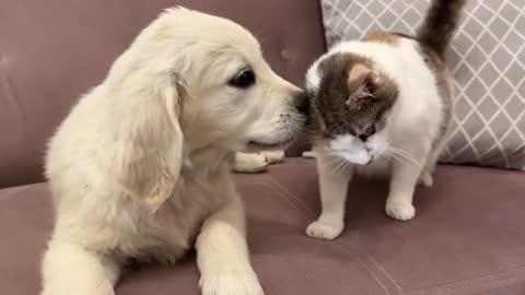 Golden Retriever Puppy tries to make friends with Cats