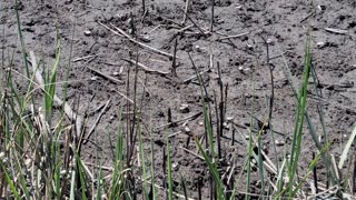 Tiny Fiddler Crabs