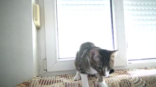 Cat Playing Accident