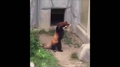 "Rolling in Laughter with Red Pandas"