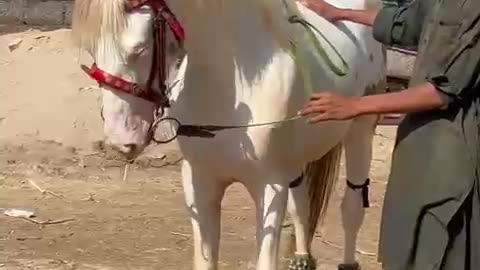 Horse dance