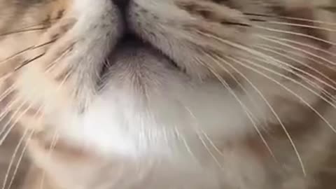 cat meowing to attract cats.....Cutely calling cats