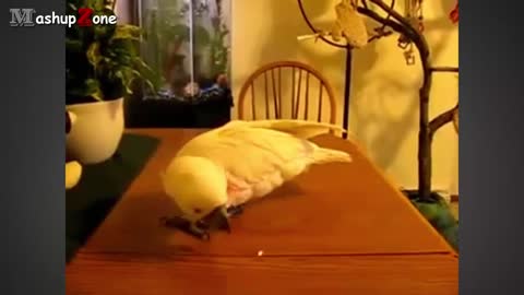 Funny Parrots A Funny Parrot Videos Compilation 2015