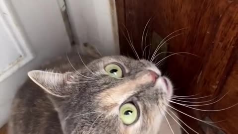 ATTRACTIVE CAT SOUND