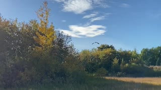 Releasing a Rehabilitated Great Horned Owl