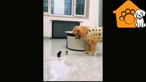 Funny dog getting introduced with his new friends