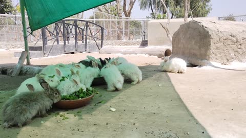 Rabbit 🐇 Eating