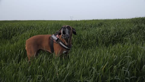 DOG AND NATURE