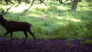 wild red deer in the forest
