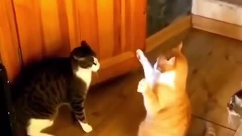 Funny animal videos