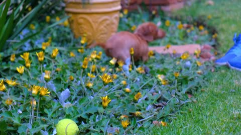 A Person With A Cute Brown Puppy