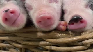 Relaxed Piglet Enjoys Face Rubs