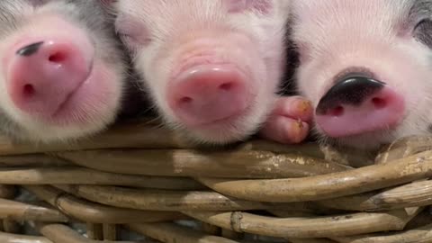 Relaxed Piglet Enjoys Face Rubs