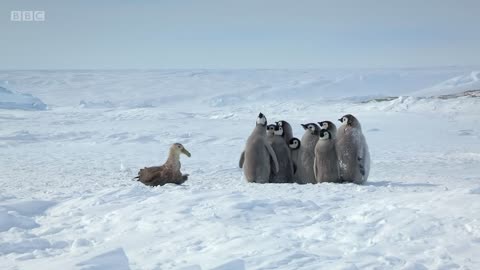 Penguin chicks rescued by unlikely hero