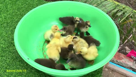 Cute Cute Yellow Duckling Hatching/Natural Daily TV