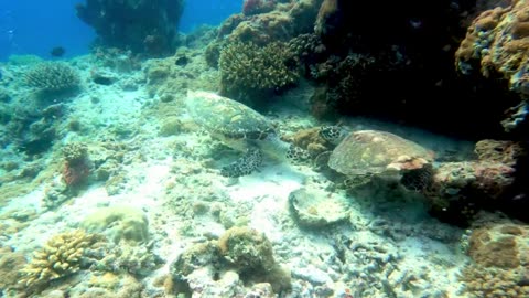 Beautiful hawksbill sea turtles circle each other on the coral reef