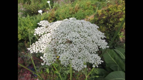 Lace Like Flowers Queen Anne's Lace Sept 2021