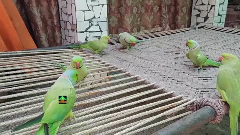So Funny And Cute Parrot Of Talking Parrot Family | Iqra Sarfraz