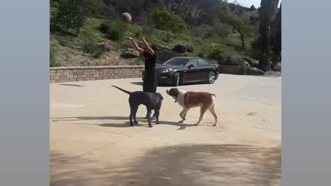 Big Basketball dogs