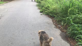 Oscar the Welsh Terrier is Escorted by Bodyguard Peace the Doberman