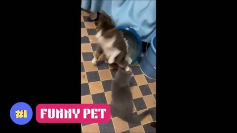 _The Funniest Animal Moments Caught on Camera - Guaranteed Laughs!__Funny animal videos_ Pet animals