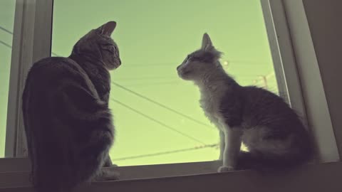 Two cats at the window