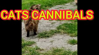 CATS CANNIBALS / КОТЫ КАННИБАЛЫ