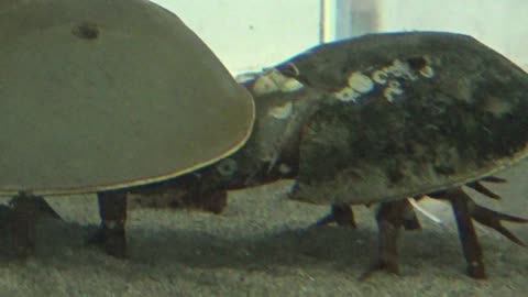 Horseshoe Crabs