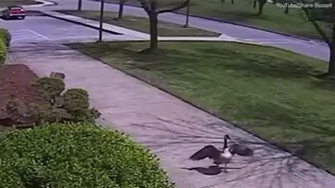 Too funny guard goose attacks police officer