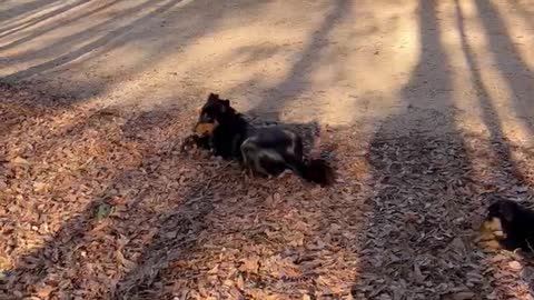 UKC ESBT Black and Tan English Shepherd Puppies