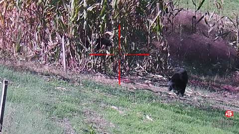 2 Bears enjoying my corn field food plot