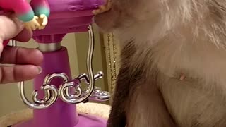 Monkey Surprised By Movin/Talkin Fingerling Monkey