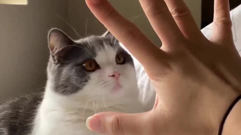 Cat funny video