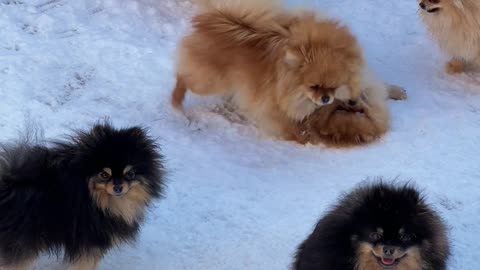 Little Dogs .are Playing in the Snow