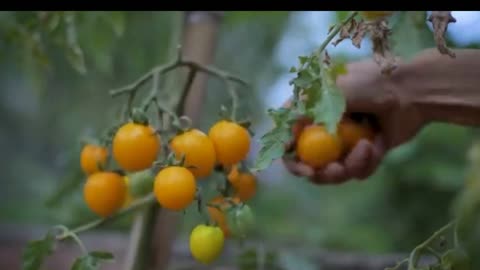 The life of rapeseed oil"