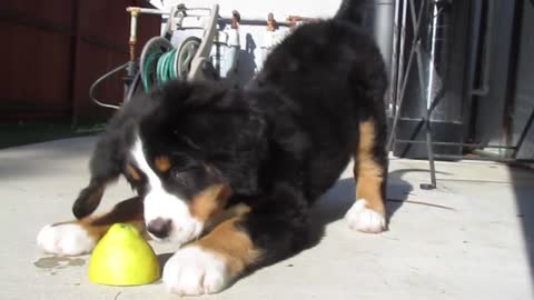 Most adorable Bernese Mountain Dog plays with a Lemon