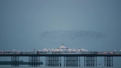 A Very Large and Majestic Starling Murmuration Over a Dock