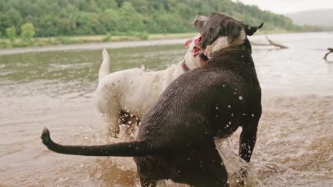 Two Dogs so cute Playing In The River Water