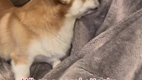 When a corgi attacks