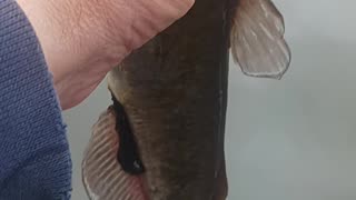 Bullhead catfish