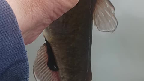 Bullhead catfish
