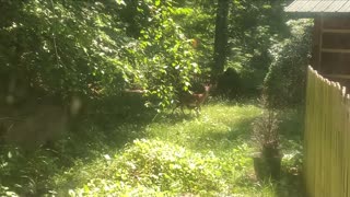 Fawn 🦌 Deer 🦌 NW NC at The Treehouse 🌳 the first fawn of the season 🦌