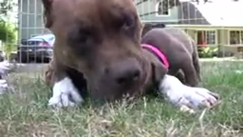 PIT BULL GROWLS AND SNAPS AT HER PUPPIES